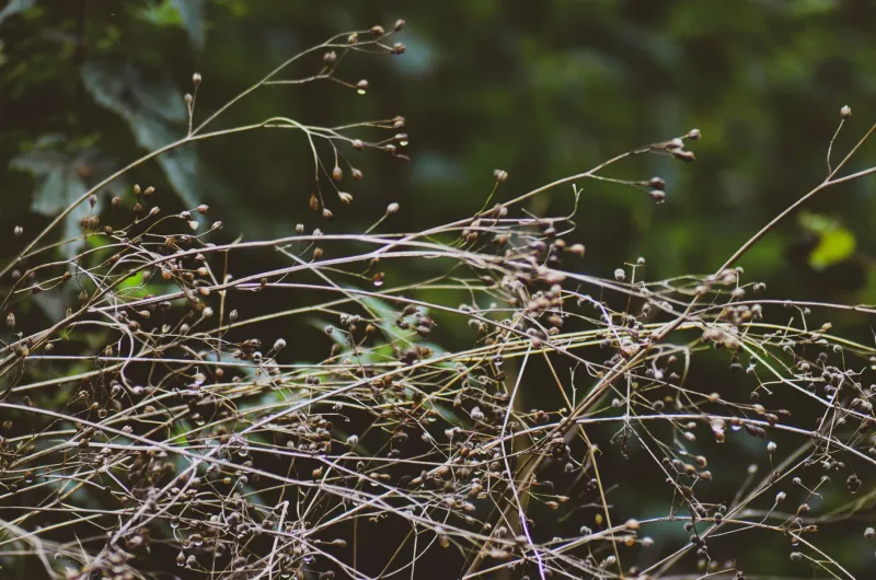 Specificity Debt: How Your CSS Cascade Became a Weed-Choked Mess
